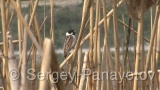 Video of Reed Bunting - Reed Buntingon the reed in the winter